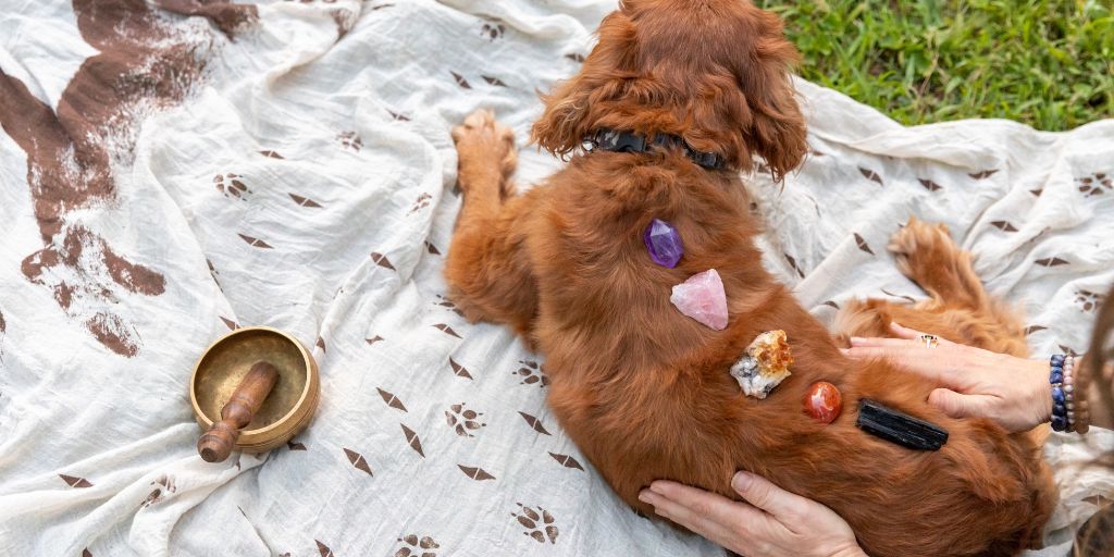 Dog's Chakra system