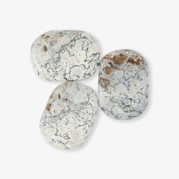 Wholesale Tree Agate Palm Stone
